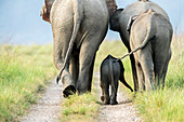 Asiatic elephant (Elephas maximus) family in Corbett national park, India