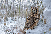 Long Eared Owl\n(Asio otus)\nin winter\nUK\n\nTaken in controlled conditions\n\n\n