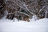 Roe Deer in the snow (Capreolus capreolus), female and male, France