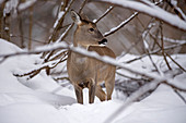 Roe Deer in the snow (Capreolus capreolus), France