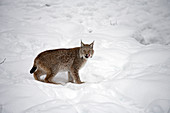 Eurasischer Luchs (Lynx lynx) im Schnee