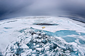 Eisbär (Ursus arctos) auf Meereis, Spitzbergen (Fischaugenobejktiv)