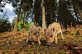 Wild Boar\n(Sus scrofa)\npiglets in forest\nUK