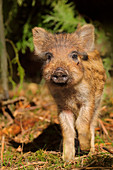 Wildschweinferkel (Sus scrofa) im Wald, Großbritannien