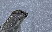 Southern Elephant Seal\n(Mirounga leonina)\nin snow storm\nYankee Harbour, Antarctica