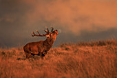 Rothirsch (Cervus elaphus) während der Brunft, Großbritannien