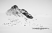 Schwarzbeinige Dreizehenmöwen (Rissa tridactyla), auf Eis ruhend, Svalbard