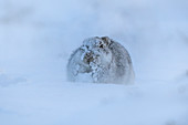 Schneehase (Lepus timidus) im Schneesturm mit gefrorenem Gesicht, Schottland