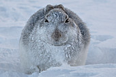 Schneehase (Lepus timidus) im Schneesturm mit gefrorenem Gesicht, Schottland