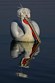 Dalmatian Pelican\n(Pelecanus crispus)\nin breeding plumage\nLake Kerkini, Greece