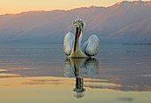 Krauskopfpelikan (Pelecanus crispus), Untersicht, im Brutgefieder, Kerkini-See, Griechenland