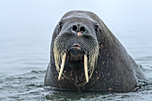 Walrus (Odobenus rosmarus) in water Svalbard