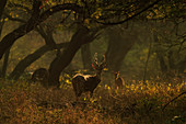 Chital oder Axishirsch (Axis Axis), im Wald, Ranthambhore, Indien