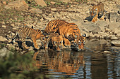 Bengal Tiger (Panthera tigris), Weibchen Noor T39 mit 3 Monate altem Jungtier, Ranthambhore, Indien