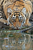 Bengal Tiger\n(Panthera tigris)\ncub drinking\nRanthambhore, India
