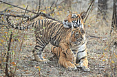 Bengal Tiger\n(Panthera tigris)\ntigress Noor with cubs\nRanthambhore, India