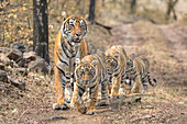 Bengal Tiger (Panthera Tigris), Weibchen Noor mit Jungtieren, Ranthambhore, Indien