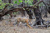 Bengal Tiger (Panthera tigris) T60, Ranthambhore, Indien