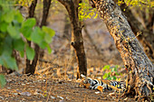 Bengal Tiger\n(Panthera tigris)\nfemale with cubs asleep in summer heat\nRanthambhore, India