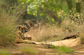 Bengal Tiger (Panthera tigris), Weibchen im Wald, Ranthambhore, Indien