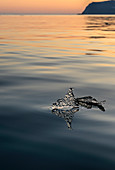 Iceberg at sunrise\nSvalbard