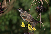 Starling (Sturnus vulgaris) perched in hedge to eat Elder berries Cheshire UK November\n54849