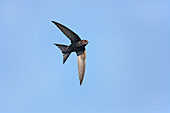 Common Swift (Apus apus) in flight Wirral Merseyside UK July\n52042