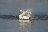 Whooper Swan (Cygnus cygnus) bathing Martin Mere WWT Lancashire UK February\n57469