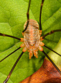 Macro image of the body detail of a female Harvestman (Opilio canestrinii) resting on a leaf in a woodland habitat in Norfolk