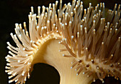 Autozoide Polypen auf der Oberfläche eines Fliegenpilzes oder einer Pilzkoralle (Sarcophyton glaucum), befestigt an einem Felsen in einem Aquarium am King's Lynn Koi Centre, Norfolk, Großbritannien
