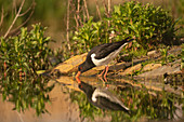 Oystercatcher, Haematopus ostralegus,reflected in the water of a loch,summer evening in Scottish highlands