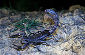 Arabian fat-tailed scorpion, Androctonus crassicauda, walking at night on the Kuwait desert. Their venom contains powerful neurotoxins and is especially potent. Stings from Androctonus species are known to cause several human deaths each year. Several pharmaceutical companies manufacture an antivenom for treatment of Androctonus envenomations. Was considered a major hazard for troops during the whole Persian Gulf conflict, throughout the area of the war. Kuwait