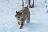A Eurasian lynx (Lynx lynx) is walking in the snow at a wildlife park in northern Norway.