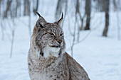 Nahaufnahme eines Eurasischen Luchses (Lynx lynx) im Schnee in einem Wildpark, im Norden von Norwegen