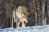 Ein Grauwolf (Canis lupus) läuft m Schnee durch den Wald in einem Wildpark im Norden von Norwegen.