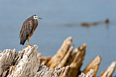 A white-faced heron (Egretta novaehollandiae) is perched on rocks in Kaikoura on the South Island in New Zealand.