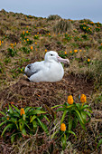 A Royal albatross nesting amongst yellow Bulbinella rossii flowers, commonly known as the Ross lily (subantarctic megaherb), on Campbell Island, a sub-Antarctic Island in the Campbell Island group, New Zealand.