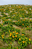 Landschaft mit gelben Bulbinella rossii Blüten, allgemein bekannt als die Rosslilie (subantarktisches Megaherb), auf Campbell Island, einer subantarktischen Insel in der Campbell Island-Gruppe, Neuseeland