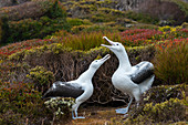 The courtship behavior of a pair of southern royal albatrosses (Diomedea epomophora) on Enderby Island, a sub-Antarctic Island in the Auckland Island group, New Zealand.