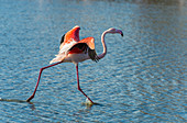 Greater flamingo(Phoenicopterus roseus) bird landing.Natural reserve of Pont de Gau, Camargue, France.  Africa, on the Indian subcontinent, in the Middle East and southern Europe.