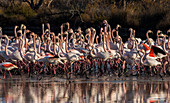 Greater flamingo(Phoenicopterus roseus)  Birds waiting for food in the reserve. Natural reserve of Pont de Gau, Camargue, France.  Africa, on the Indian subcontinent, in the Middle East and southern Europe. 