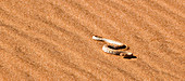 Namibia - 27. April 2009: Namibviper in der Wüste