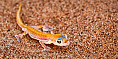Namibia - April 27, 2009: Small yellow Gecko in the Namib Desert.