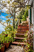 Terrasse in den Weinbergen oberhalb von Vernazza, Cinque Terre, Italien