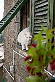 Weisse Katze an einem Fenster, Haus in den Weinbergen oberhalb von Vernazza, Cinque Terre, Italien