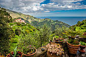 Terrasse in den Weinbergen oberhalb von Vernazza, Cinque Terre, Italien