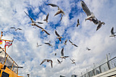 Vögel am Hafen von Hamburg, Deutschland