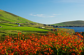 Montbretien, Crocosmia sp., Dingle Halbinsel, County Kerry, Irland