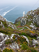 Leuchtturm, Heidekraut und Ginster, Sheep's Head, Mizen Head, Grafschaft Cork, Irland