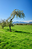 Blühender Apfelbaum mit Chiemsee und Chiemgauer Alpen im Hintergrund, Chiemgau, Oberbayern, Bayern, Deutschland